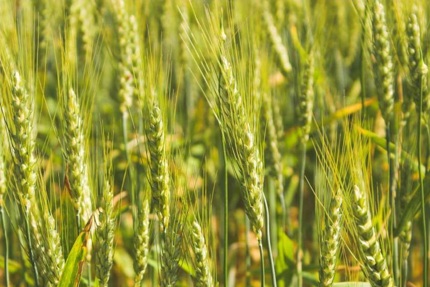 Типы септориозов на посевах озимой пшеницы