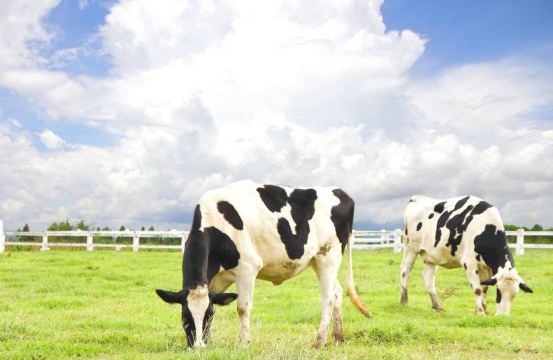 Переваги годування корів свіжими кормами | MIZEZ