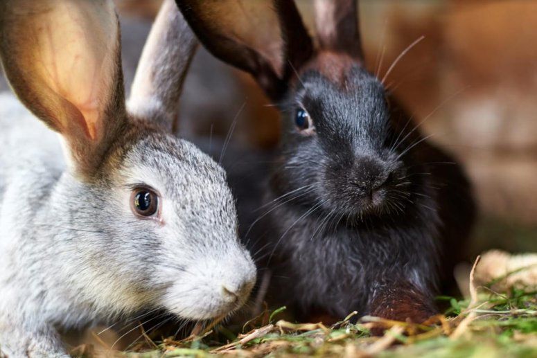 Перспективы и проблемы кролиководства в Украине | MIZEZ