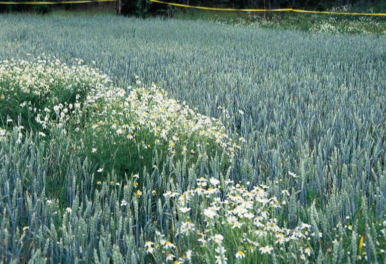 Як протистояти без пестицидів бур’янам озимої пшениці | MIZEZ