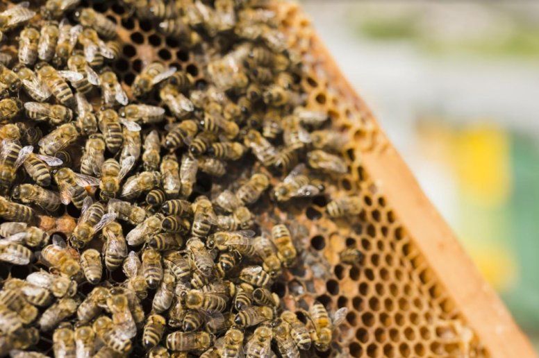 Від чого насправді гинуть бджоли | MIZEZ