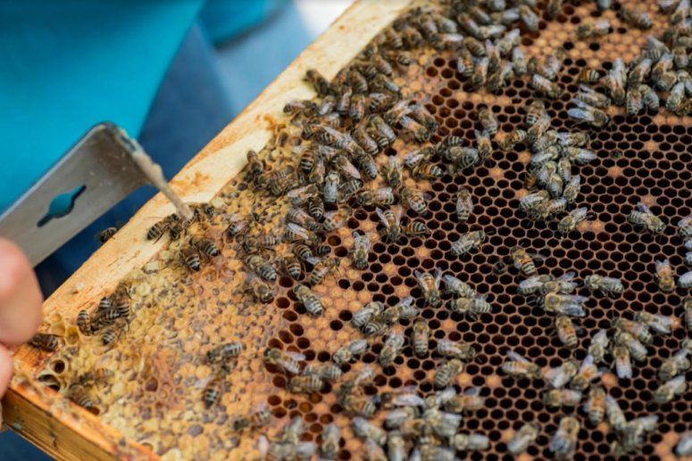Помогите защитить пчел: Союз пасечников Украины обратился в Кабмин | MIZEZ