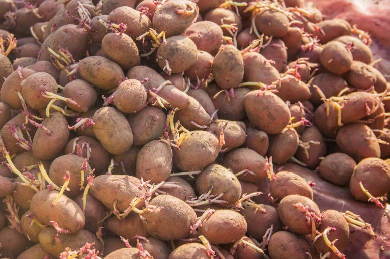 Советы, которые помогут получить урожай картофеля уже в июне | MIZEZ