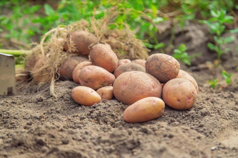 Особенности сортового картофеля: Фламенко, Челенджер, Коломба