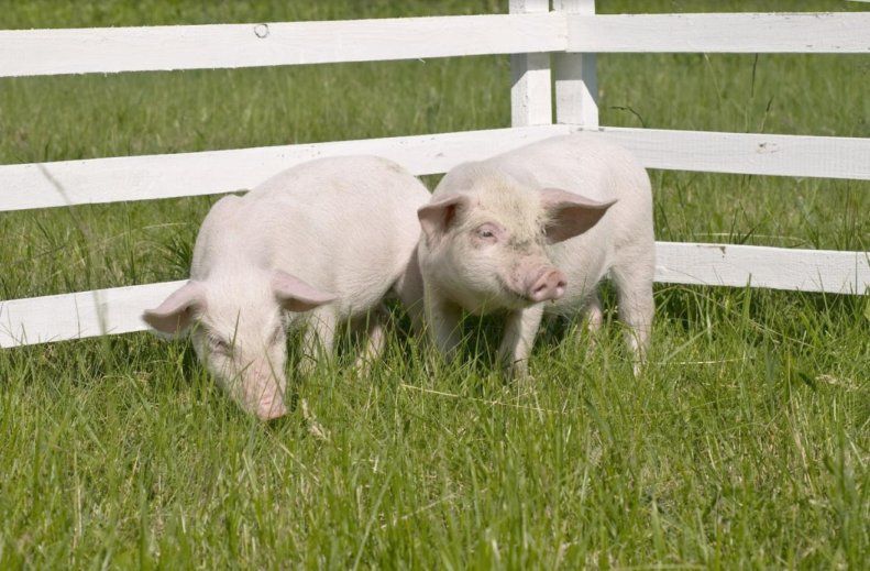 Почему важна биозащита свиноферм? | MIZEZ
