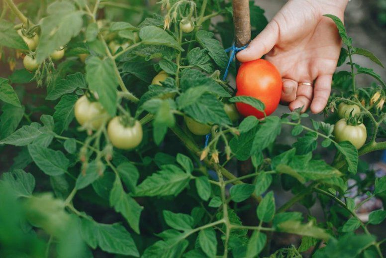 Оптимальні умови для вирощування помідорів | MIZEZ