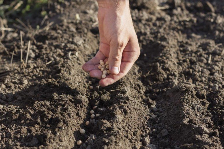 Почему с производством семян в Украине не всё так просто? | MIZEZ