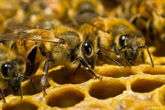 Искусственная защита пчел от клеща Varroa: результаты исследования | MIZEZ