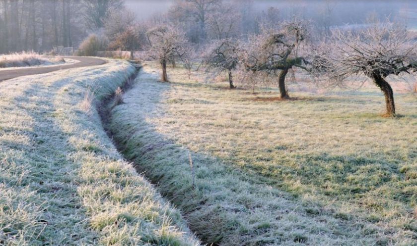 Как ФАО рекомендует защищать плодовые деревья от заморозков? | MIZEZ