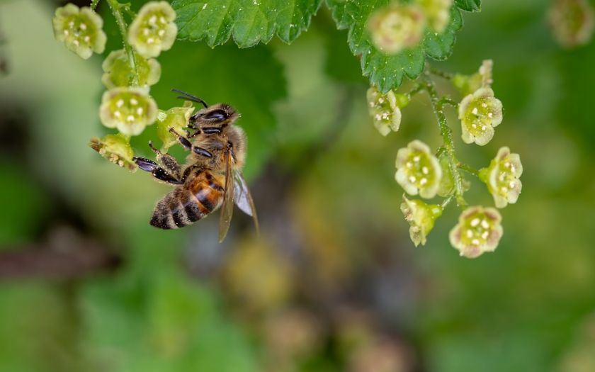Почему пчеловоды не могут получить компенсацию за потерянные пчелиные семьи | MIZEZ