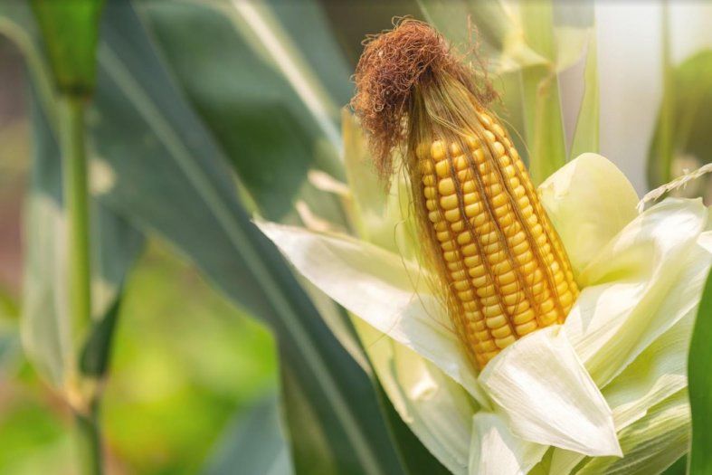 Як допомогти кукурудзі подолати температурний стрес? | MIZEZ
