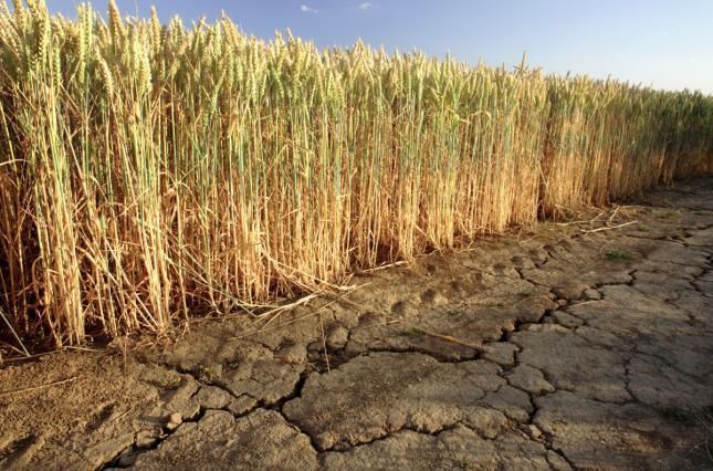 Загальні збитки сільгоспвиробників у 2020 році оцінюють у 15 млрд гривень | MIZEZ
