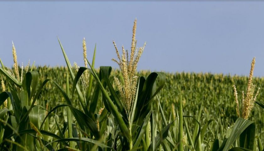 Какие удобрения вносить в посевы кукурузы в июне? | MIZEZ