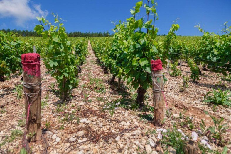 Виноградарі та винороби просять у влади підтримки | MIZEZ