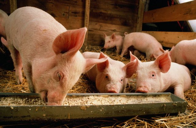 Виробники просять Мінекономіки спростити передачу прострочених продуктів на корми тваринникам | MIZEZ