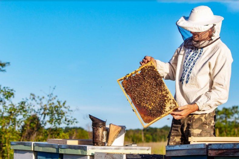 Травневого меду цьогоріч очікувати не варто | MIZEZ