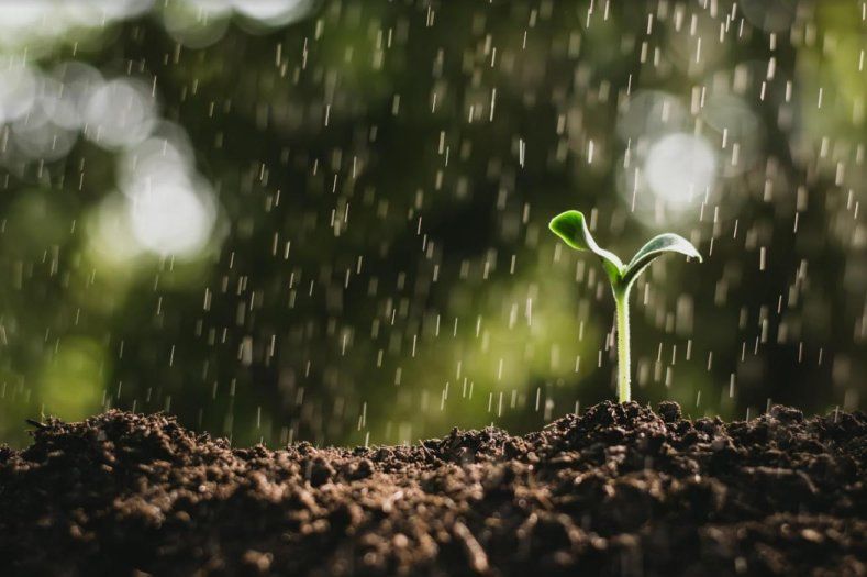 Что слишком, то не здраво: как ухаживать за посевами во время затяжных дождей | MIZEZ