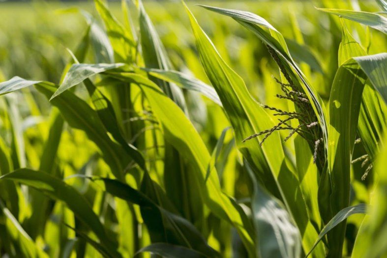 В Украине сформировались оптимальные условия для кукурузы | MIZEZ