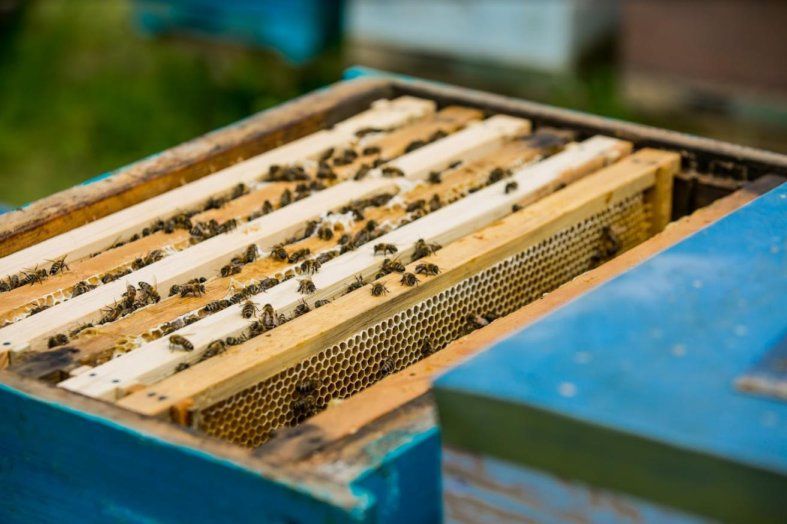 «Лише 30% бджолосімей загинуло від отруєння пестицидами», — експерт | MIZEZ