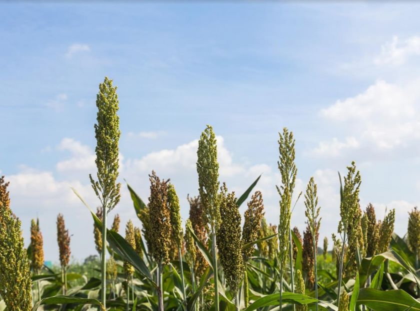 Чим замінити кукурудзу на силос? | MIZEZ