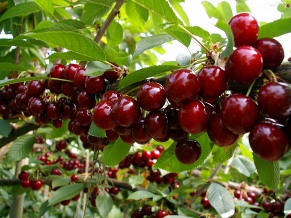 Мелитопольская черешня станет первой ягодой с зарегистрированным географическим указанием | MIZEZ