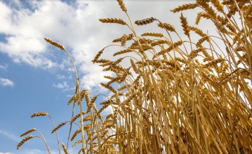 У південній частині Степу втрата зернових може сягнути 50% | MIZEZ