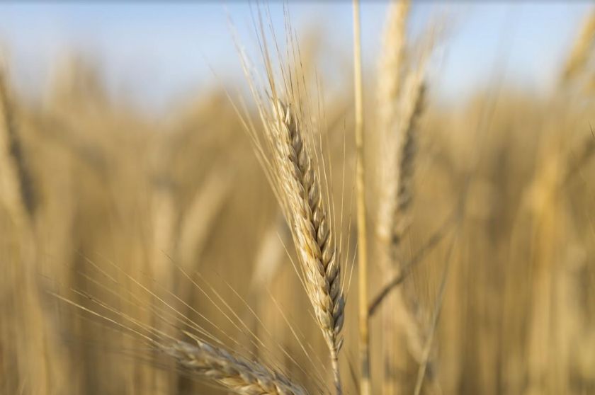 “При отсутствии продуктивной влаги пшеница может выпасть и в фазе флагового листа” — эксперт | MIZEZ