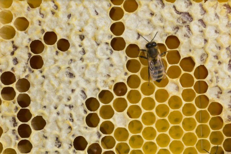 Пчеловоды в этом году не получат ожидаемой прибыли | MIZEZ