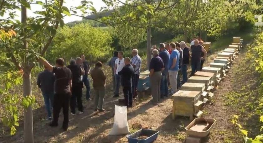 Хорватський регіон оголосили зоною стихійного лиха через отруєння 50 млн бджіл | MIZEZ