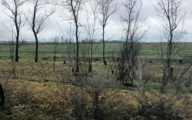 Планируется проведение реновации лесополос на Юге Украины | MIZEZ