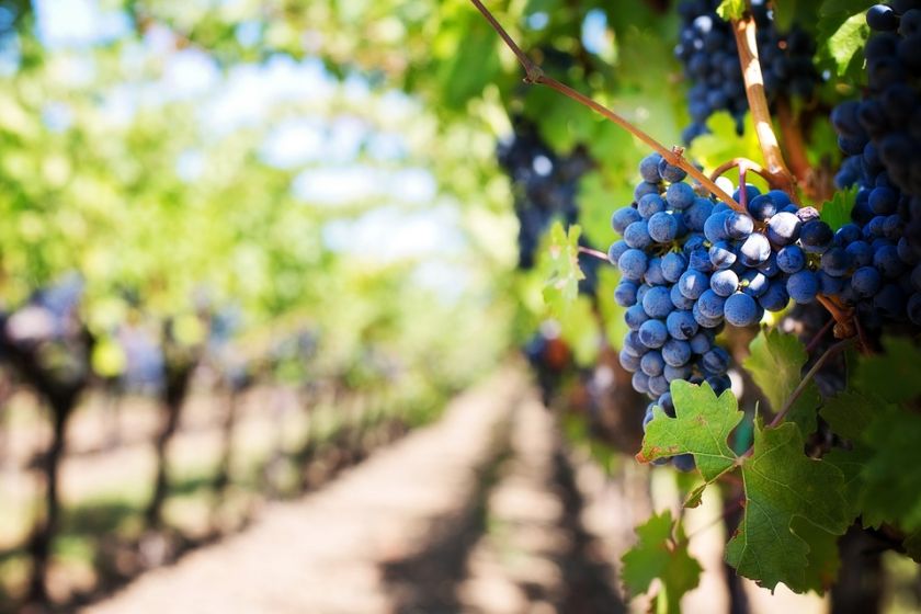 “Виноградари Николаевщины получат урожай на уровне прошлогоднего”, — эксперт | MIZEZ