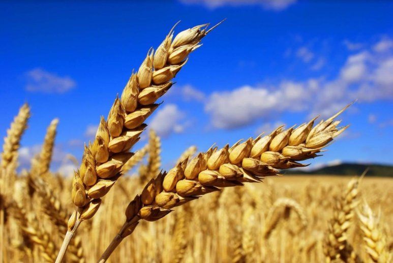 Какие болезни и вредители угрожают посевам зерновых в середине июня? | MIZEZ