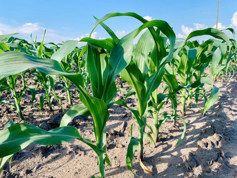 Рекорд зерновых даже в кризис. Урожай кукурузы 2020 | MIZEZ