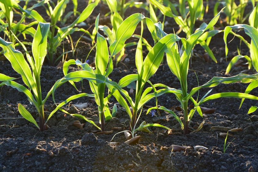 Цинк — важливий елемент для росту та розвитку кукурудзи | MIZEZ