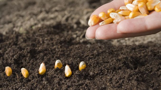 Благодаря стараниям семенных компаний доля фальсифицированного семян снизилась до 10% | MIZEZ
