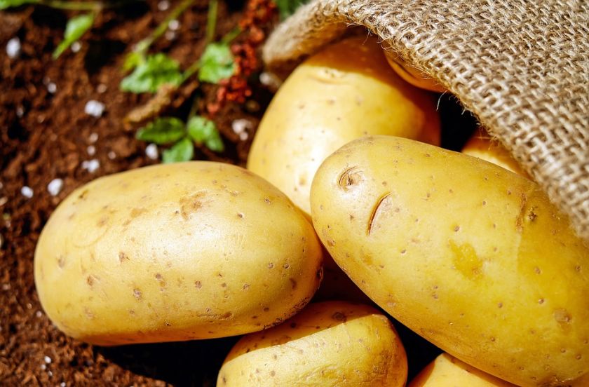 Как ускорить зрелость картофеля: шотландские ученые открыли секрет | MIZEZ