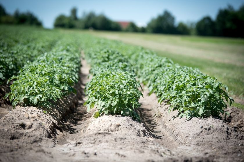 Зміни клімату негативно вплинуть на вирощування картоплі | MIZEZ
