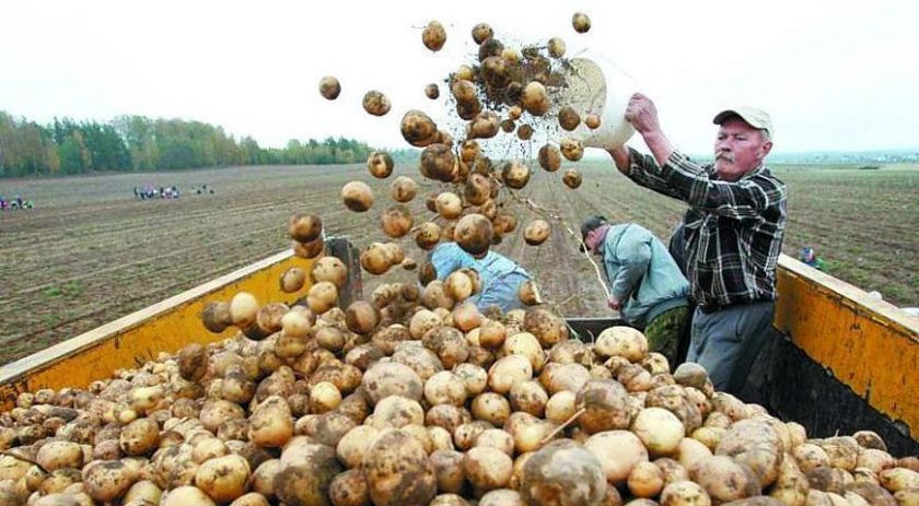 ринок картоплі в Україні Mizez