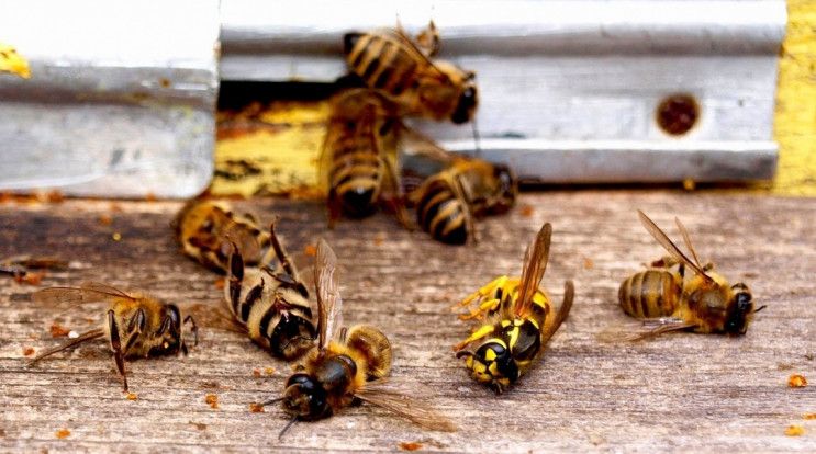 На Харківщині масово гинуть бджоли Mizez
