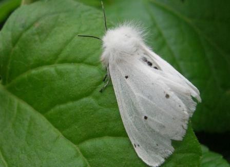 білий метелик-шкідник Mizez