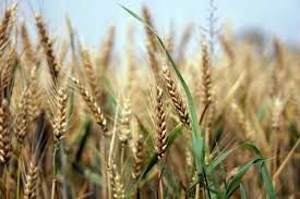 Посів пшениці MIZEZ