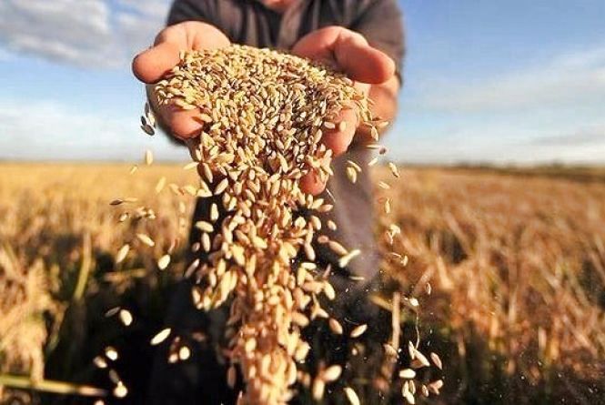 рекорд урожайності пшениці Mizez