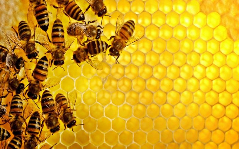 мёд и пчёлы
