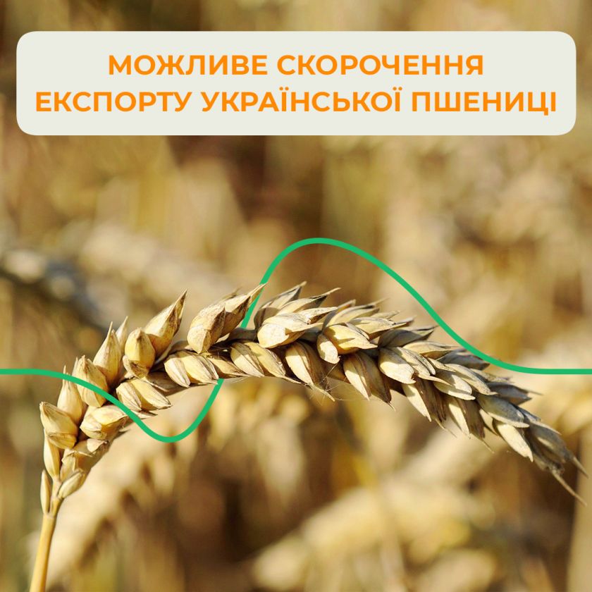 скорочення експорту української пшениці Mizez