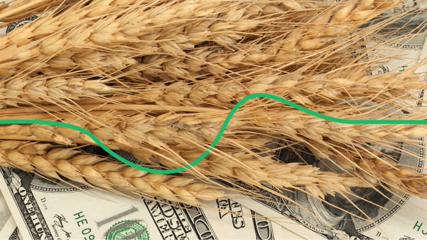 Подальше зниження ціни на пшеницю Mizez
