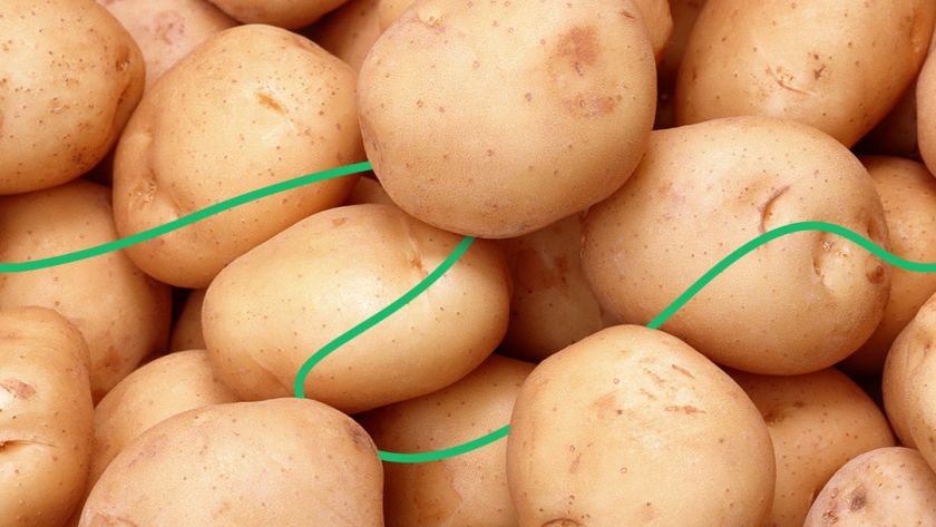 Болезни картошки и их виды
