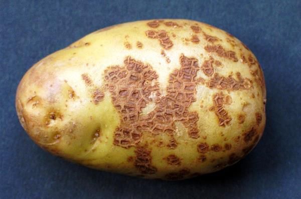 Парша обыкновенная на картошке