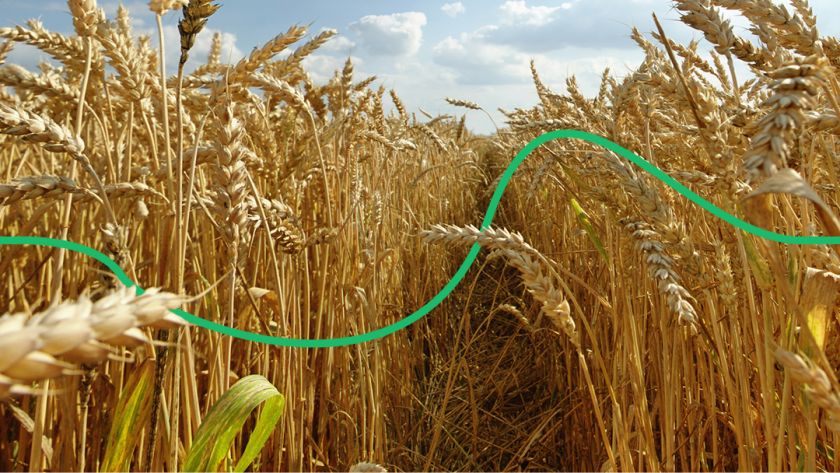 Фермер звинувачує фірму Олексія Порошенка в знищенні 120 гектарів пшениці