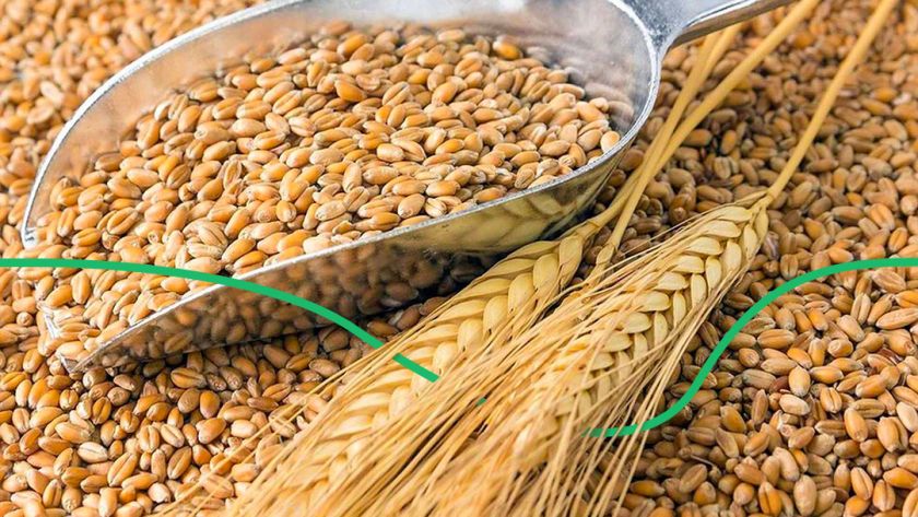 Рост цен на пшеницу Mizez