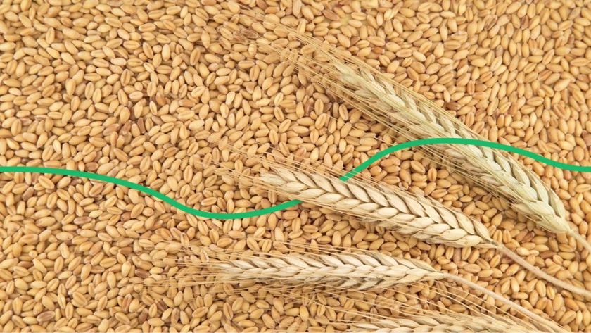 Прогнози щодо вирощування української пшениці 